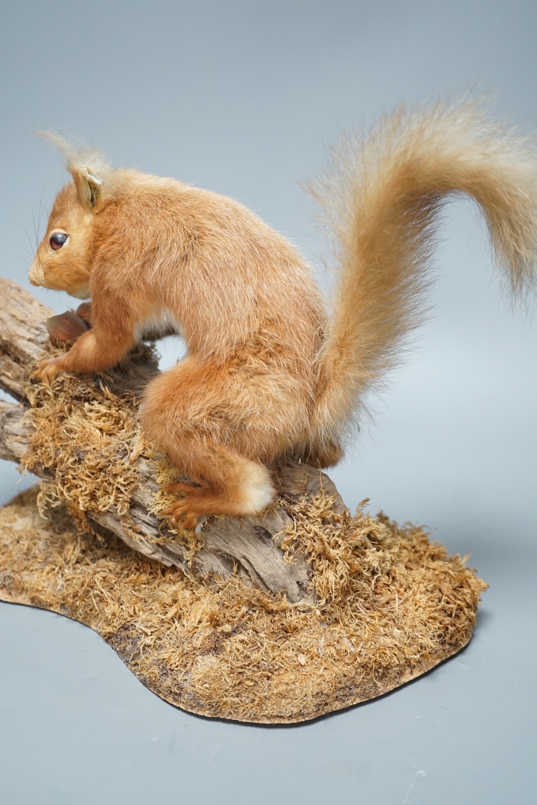 A taxidermic red squirrel and two cased exotic butterflies